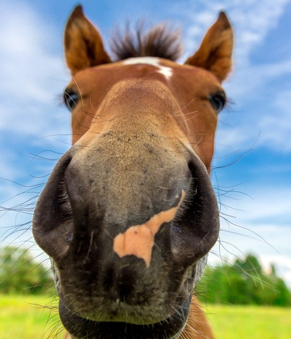 horse-photo-purchased-from-shutterstock-13apr2020_600x700px